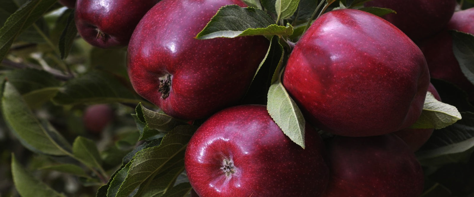 Nature's Finest Ingredients